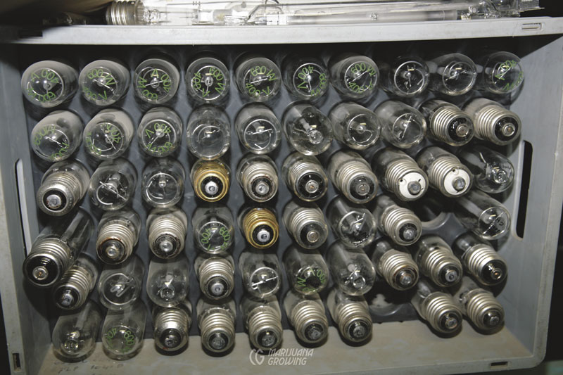 0-me-ch-17-bulbs-_mg_6007