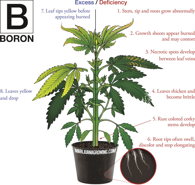 0-me-ch-21-boron-800x757-1