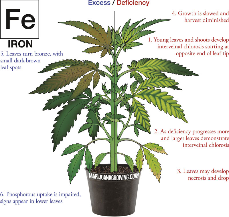 0-me-ch-21-iron-800x758-1