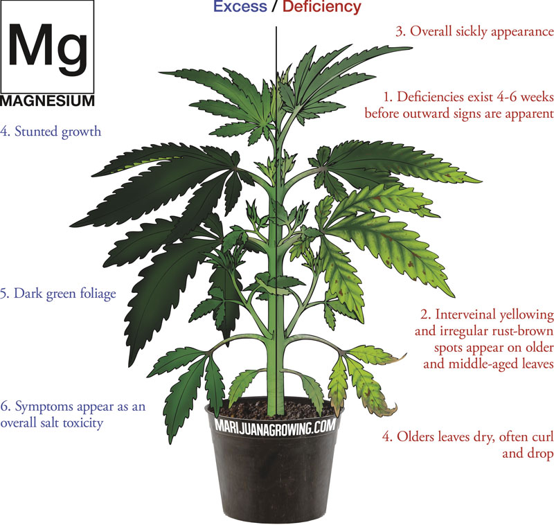 0-me-ch-21-magnesium-800x758-1