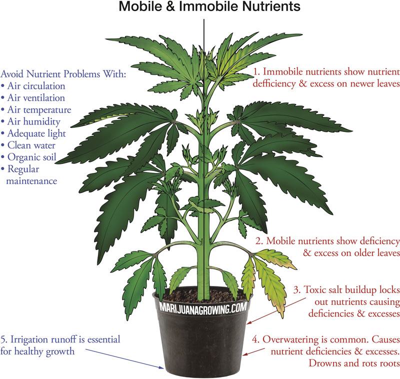 0-me-ch-21-nutrients-800x600-1 best cannabis nutrients