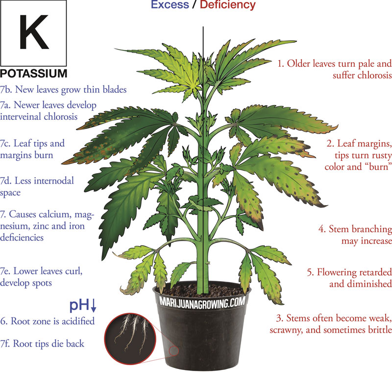 0-me-ch-21-potassium-1-800x753-1