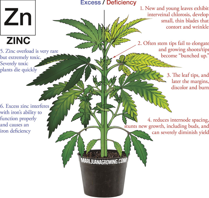 0-me-ch-21-zinc-800x758-1