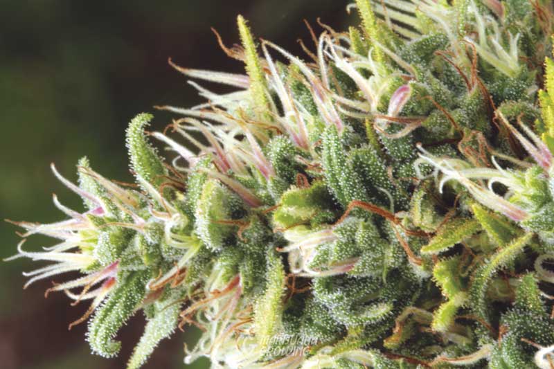 ce-ch-03-29-original-skunk1-2273-800x533-1