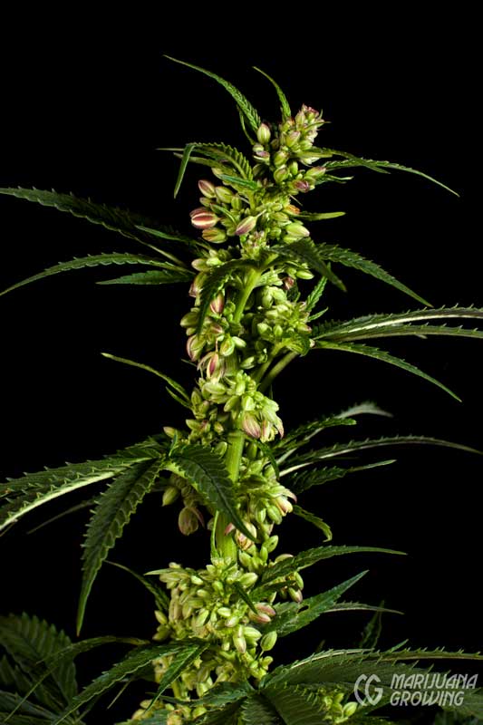 ce-ch-04-01-lf_male_5436-533x800-1 stages cultivation