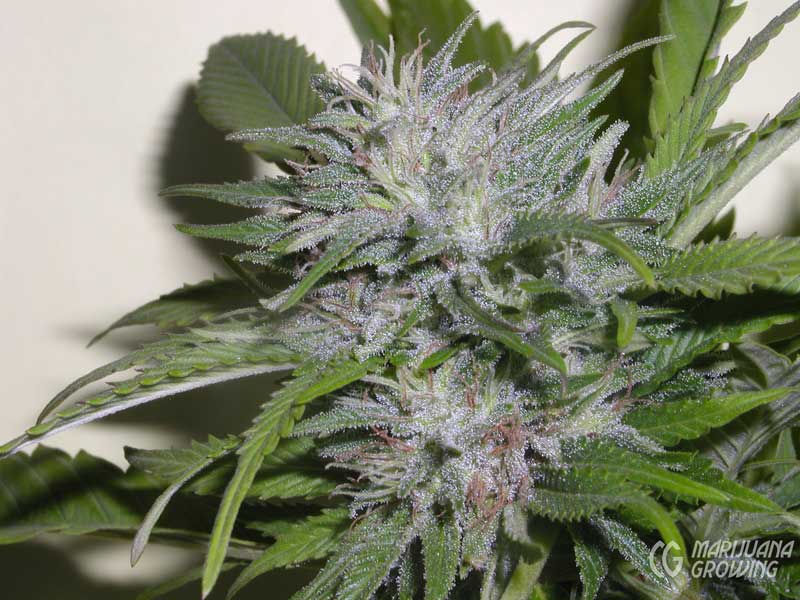 ce-ch-04-15-sensi-star-1192-800x600-1