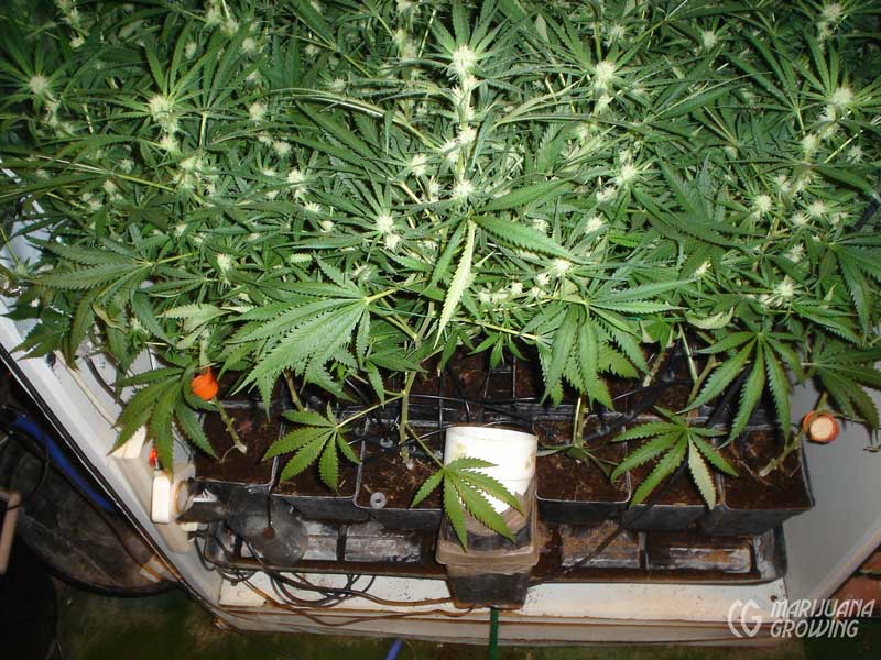 ce-ch-04-17-ultraskunk06n-1027-800x600-1