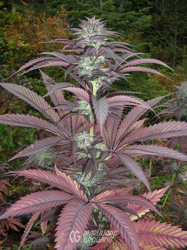 ce-ch-04-19-purple-pineberry-599x800-1