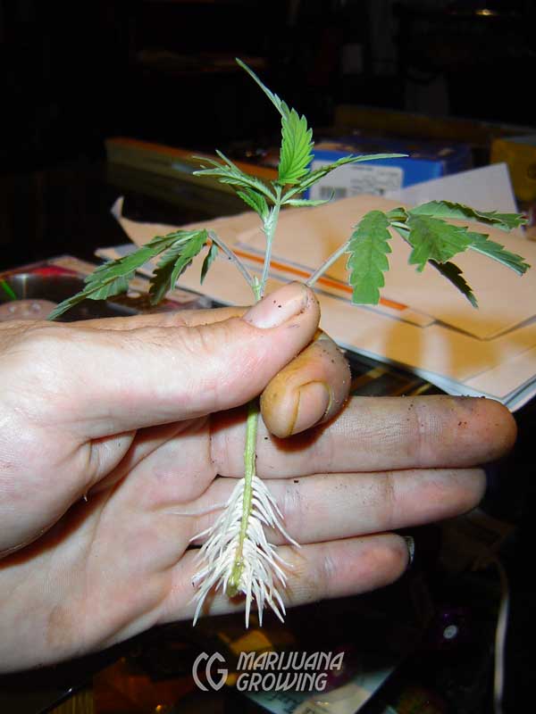 ce-ch-04-24-roots-dsc01152-600x800-1