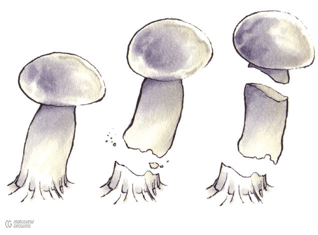draw-me-ch-26-snap-shortgland