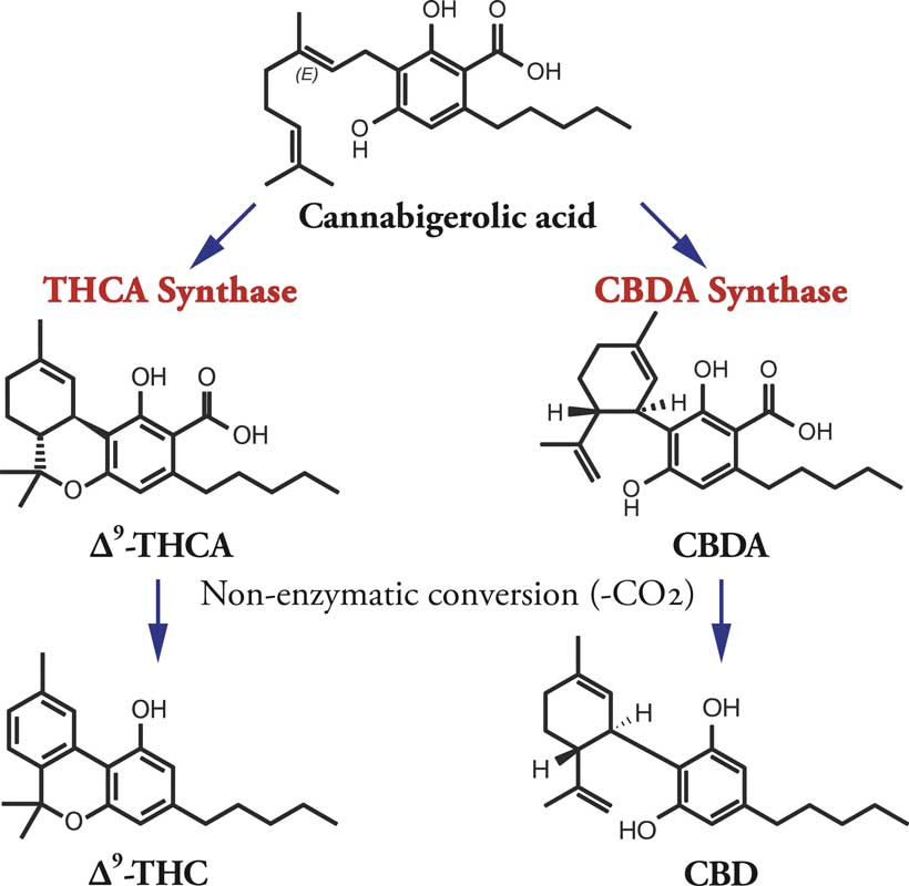 me-ch-01-biosynthetic-pathway-820x800-1-1
