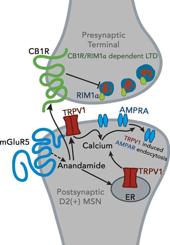 me-ch-01-cb-receptors-557x800-1-1