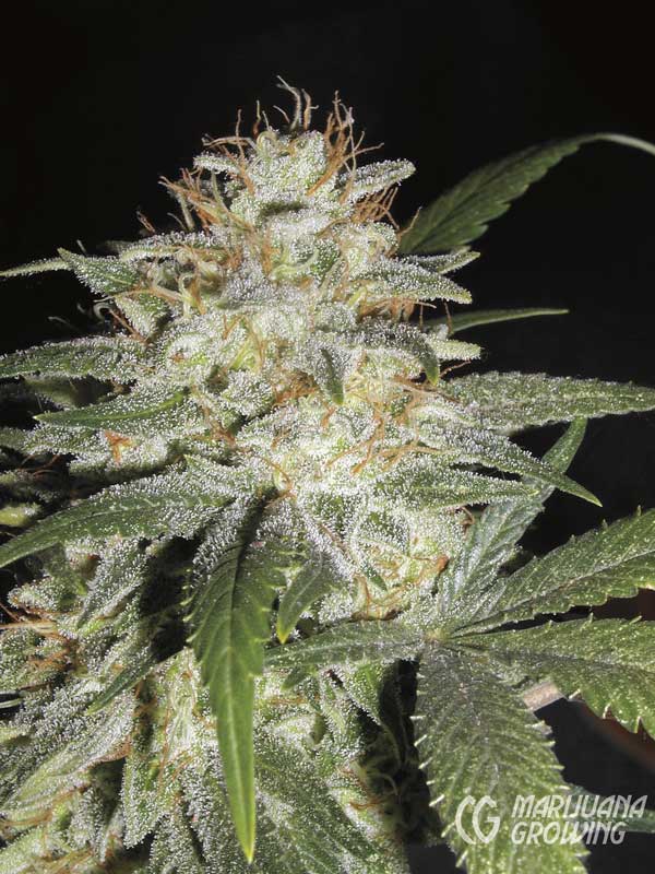 me-ch-01-indica-sensi-star-logomg-1