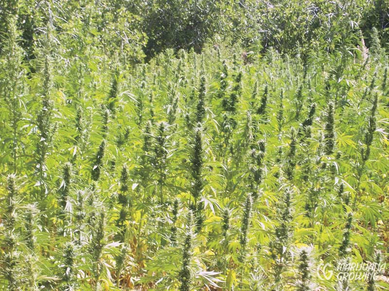 me-ch-01-morocco-800x600-1-1 medical cannabis