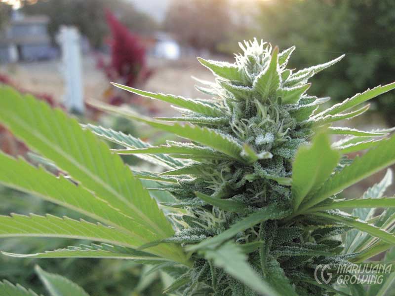 me-ch-01-sour-tsunami-2-800x600-1-1 cannabis medicinal