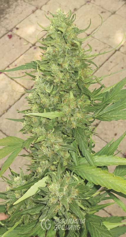 me-ch-02-cannatonic-x-sour-tsunami-426x800-1