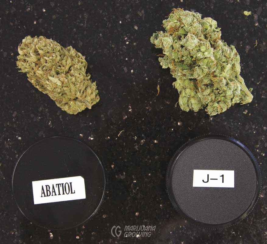 me-ch-02-two_buds_thc-877x800-1