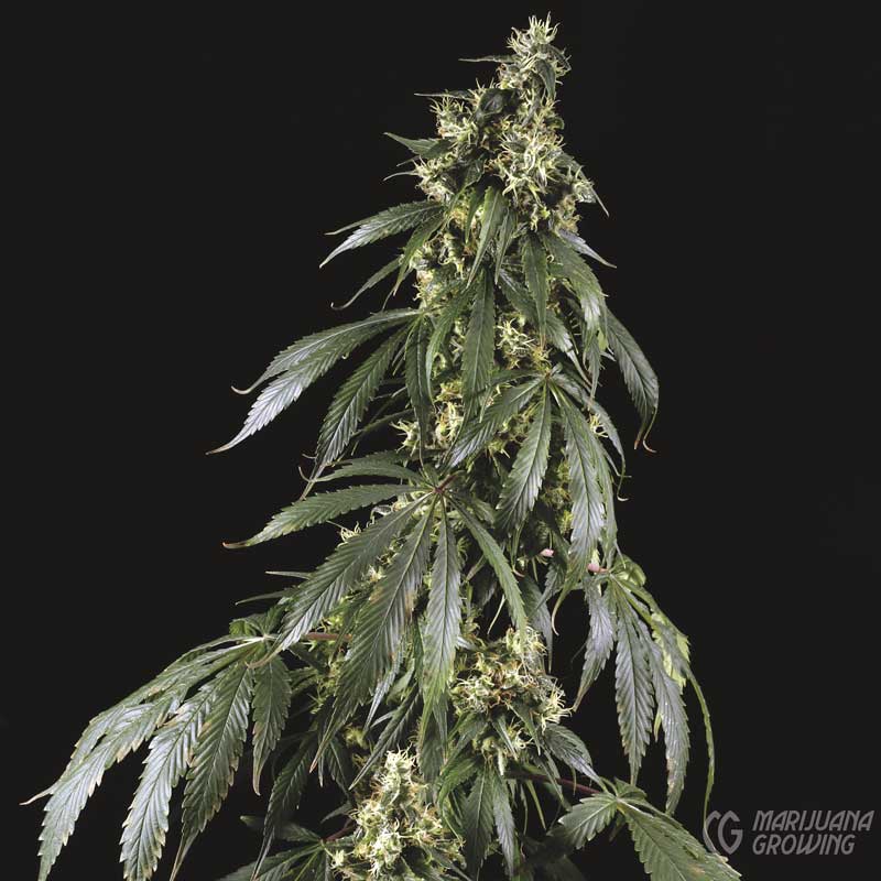 me-ch-03-arjans-haze-1-week-18-vg7b8229-800x800-1