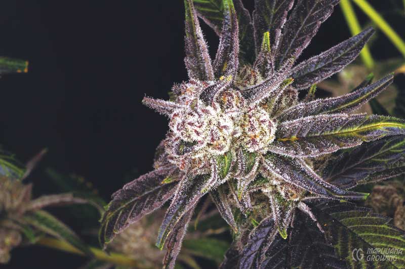 me-ch-03-img_1943-peyote-purple-cannabiogen-ok-800x533-1
