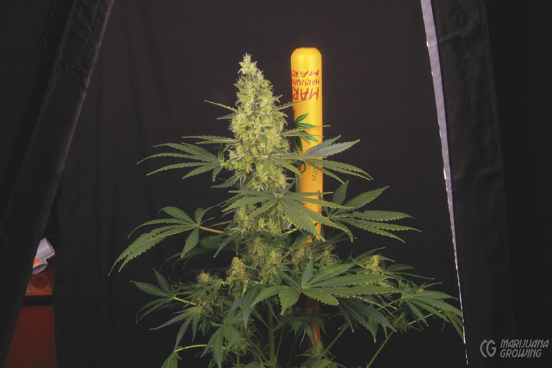 me-ch-03-img_5157-black-jack-fem-sweet-seeds-800x533-1