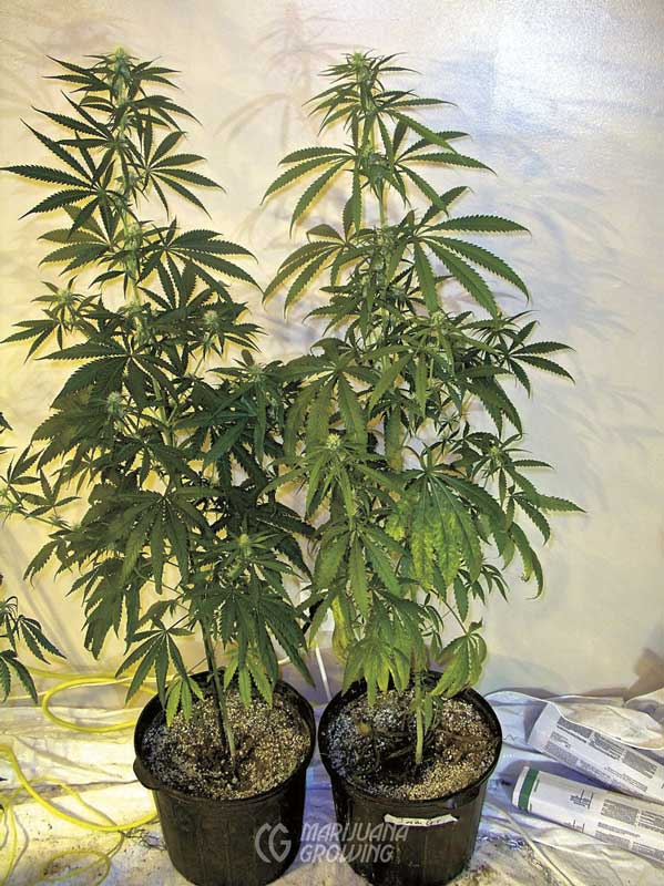 me-ch-03-jamgrape-ngsc-599x800-1