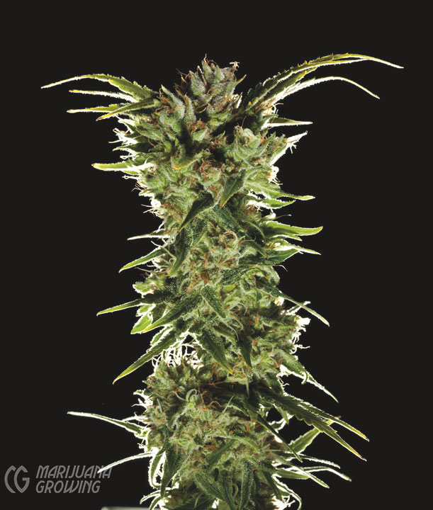 me-ch-03-lf_catatonic-611x720-1