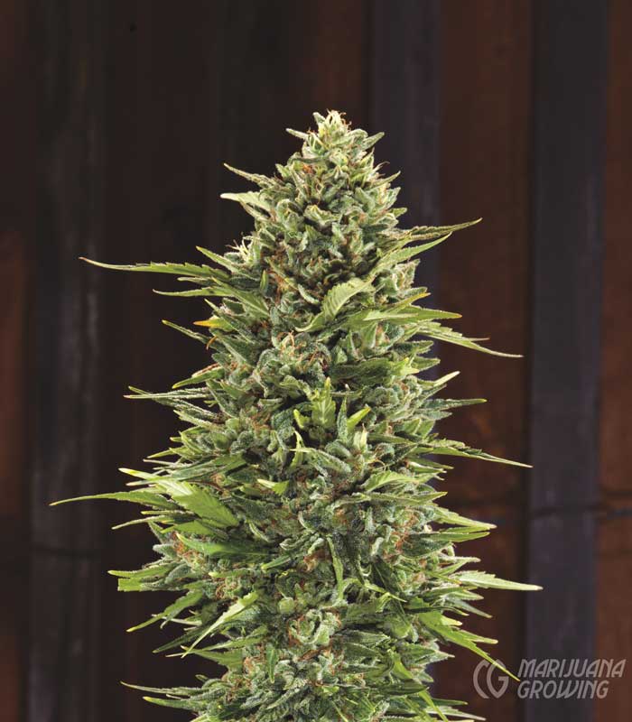 me-ch-03-lf_skunk1_img_8304-700x800-1