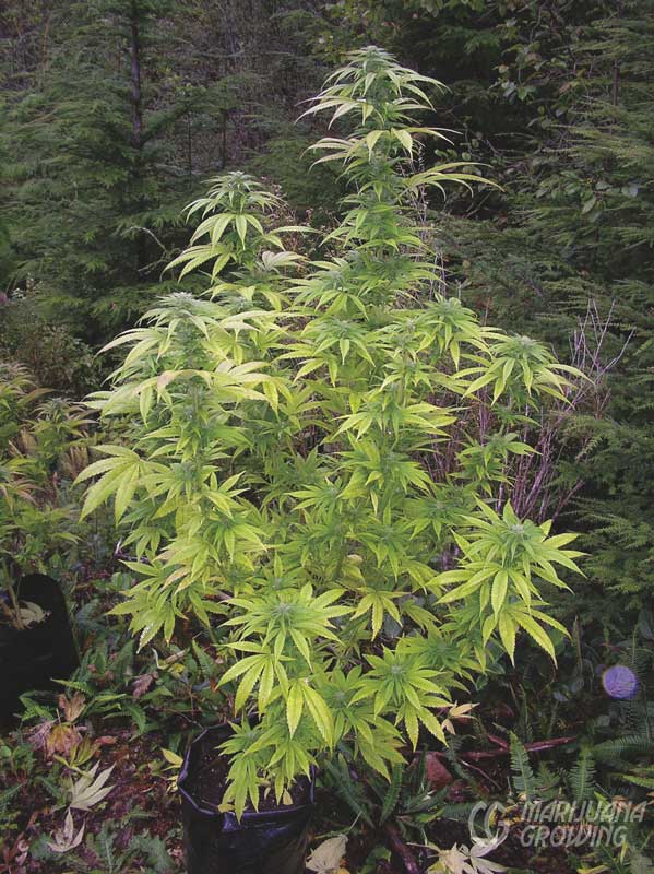me-ch-03-med-strain-bc-kush-ngsc-599x800-1
