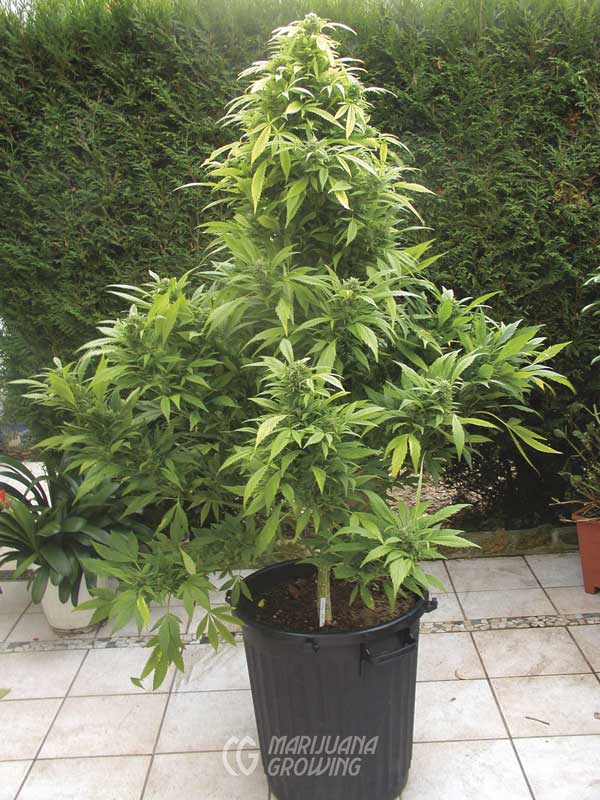 me-ch-03-med-strain-sensi-star-photo-1214-600x800-1