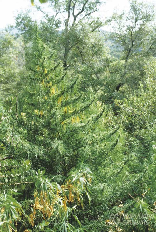 me-ch-03-mexican-sativa-landrace-1979-540x800-1