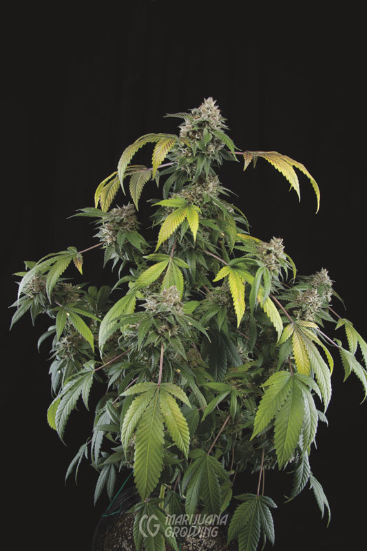 me-ch-03-p-kush1o-4-ocanabis-533x800-1