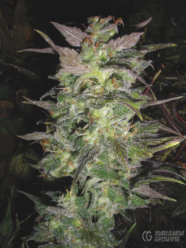 me-ch-03-strawberry-cough-3-ngsc-599x800-1
