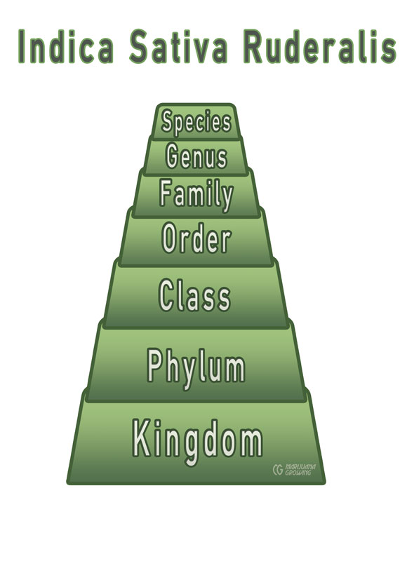 me-ch-03-taxonomy Medical Cannabis Varieties
