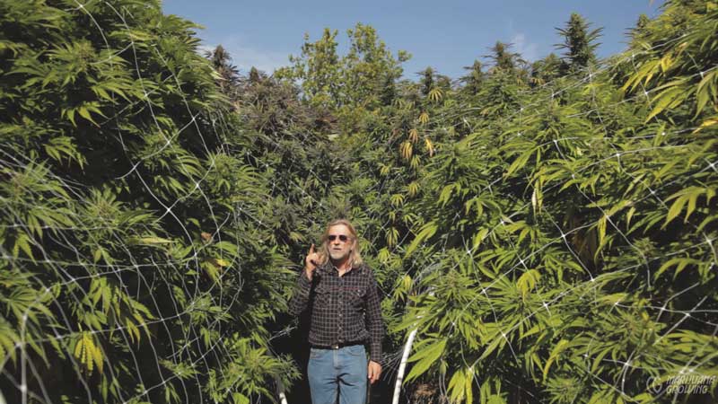 me-ch-05-big-plants-00-800x450