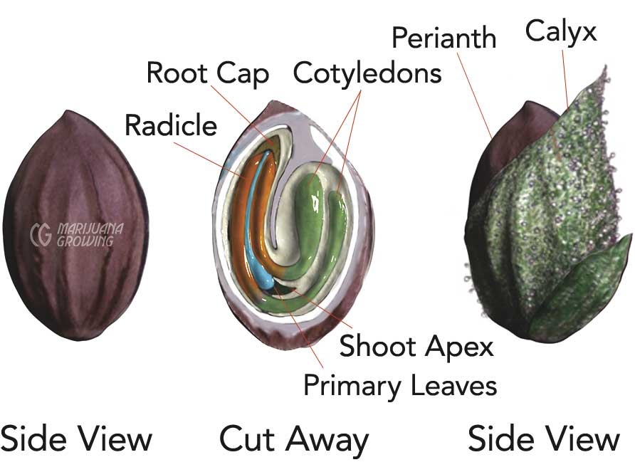 me-ch-05-botanicalseedcorrectet-layer Seeds & seedlings