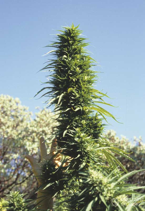 me-ch-05-jim-2_buds_3_012-551x800-1