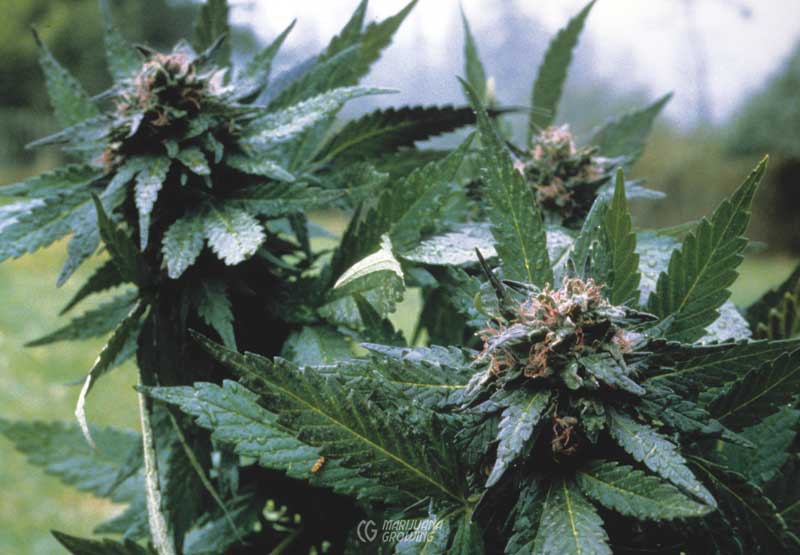 me-ch-05-jim_purple__red-800x555-1