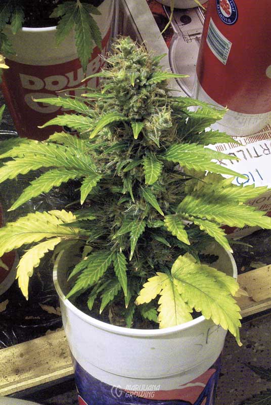 me-ch-05-joint-dr-im000308-536x800-1