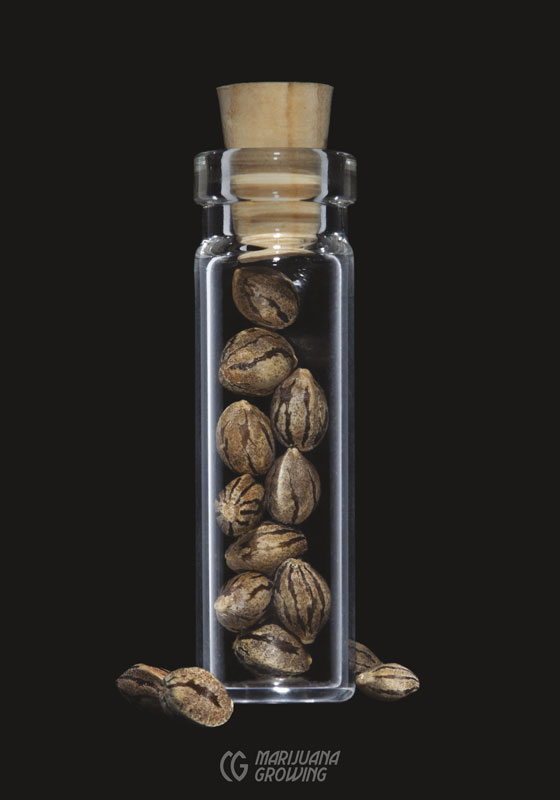 me-ch-05-lf_seed_vial-560x800-1