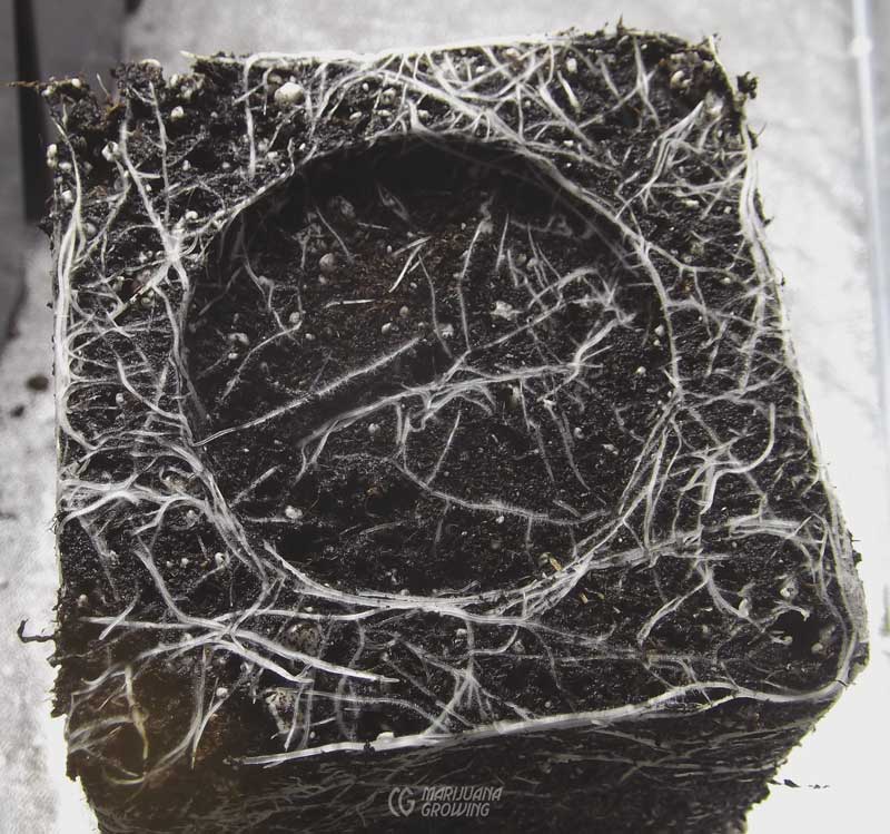 me-ch-05-root-porn-800x749-1