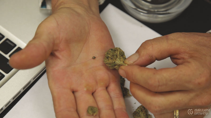me-ch-05-seed-and-bud-800x450-1