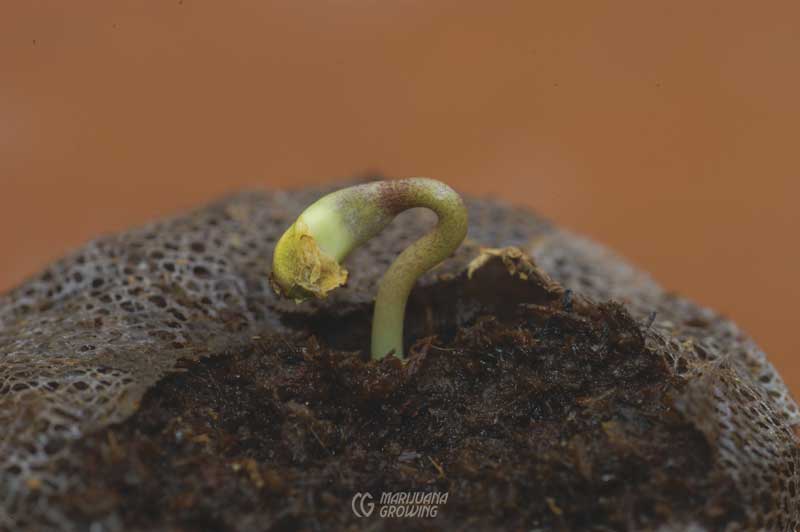 me-ch-05-seedling-01a-800x532-1