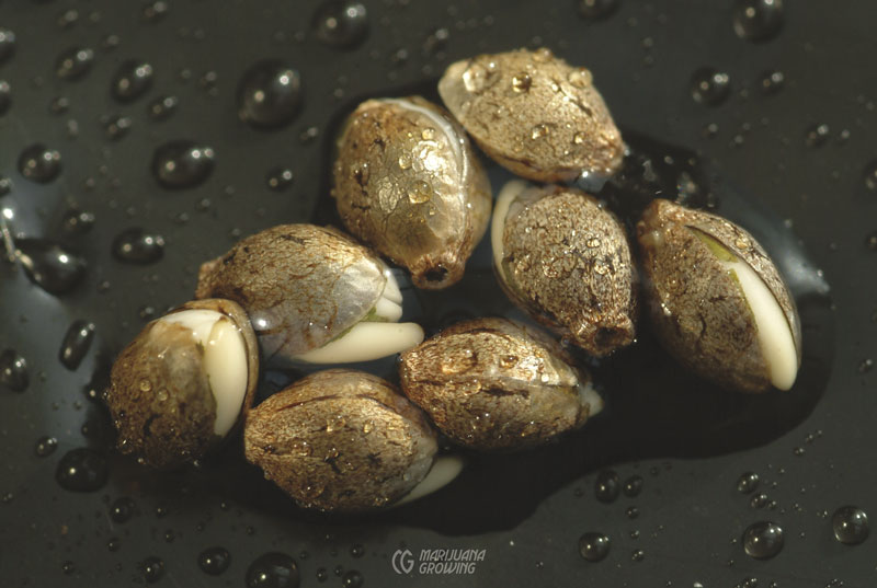 me-ch-05-seeds-chronic-02-800x537-1