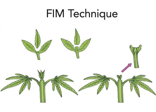 me-ch-06-51_fimtechniqueen