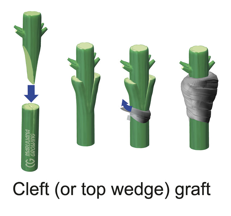 me-ch-06-cutplantscorrected-layer-text-1