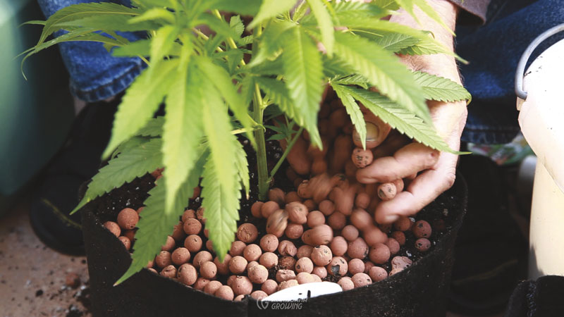 me-ch-06-place-root-ball02-800x450-1