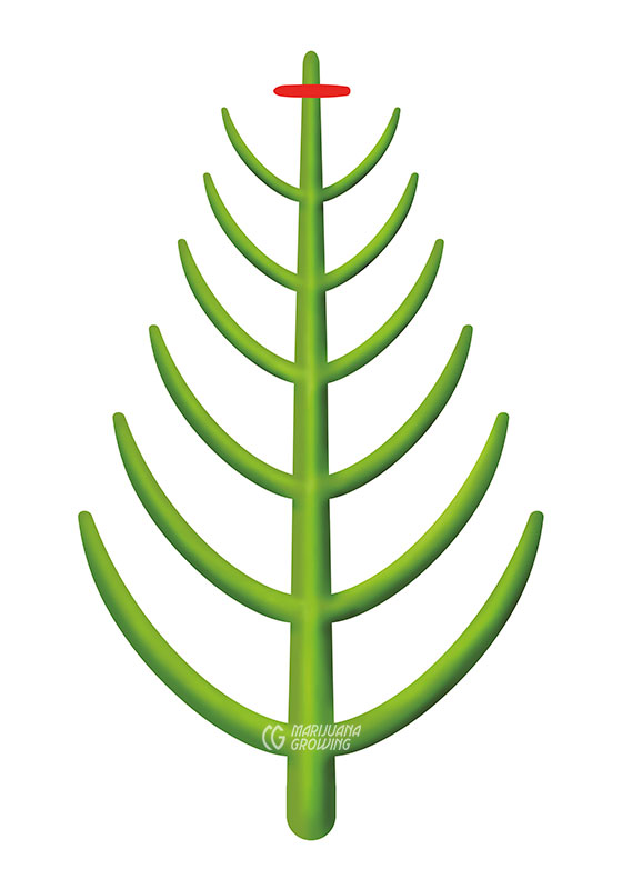 me-ch-06-pruned-plants_1-560x800-1