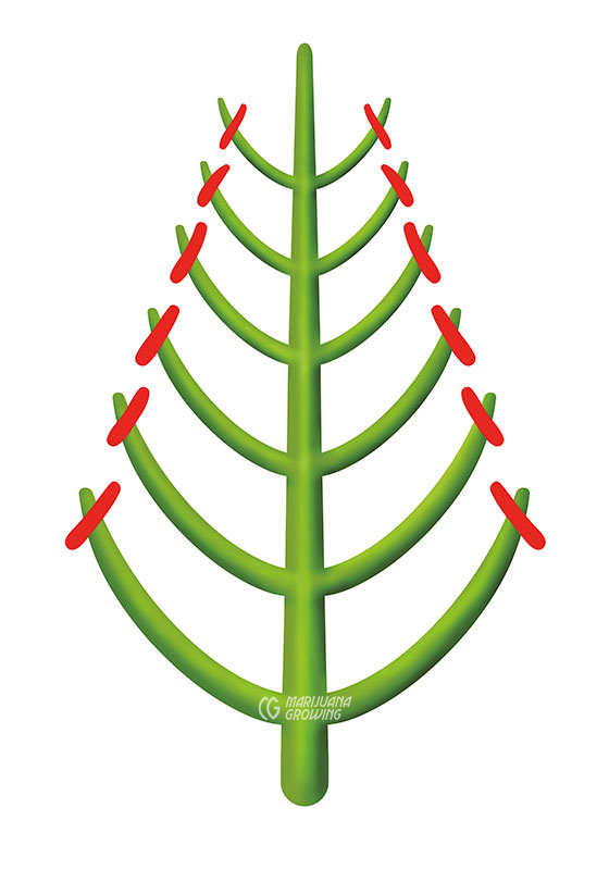 me-ch-06-pruned-plants_2-560x800-1