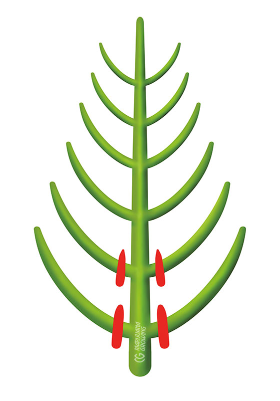 me-ch-06-pruned-plants_3-560x800-1