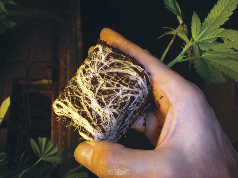 me-ch-06-roots-imagen-602-800x600